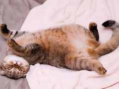 -萌兽医馆·犬猫专科·眼科中心·宠物医院(朝阳门分院)