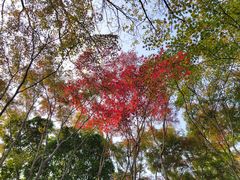 -秋霞圃