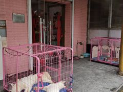 -喵百万·布偶·蓝金金渐层英短·猫舍(百子湾店)