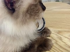 -楼上猫咖(罗湖店)