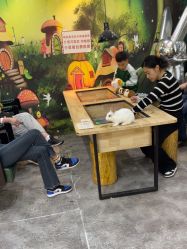 -神奇动物撸宠馆·羊驼·小浣熊·异宠(豫园店)