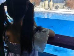 -海合安成都极地海洋公园