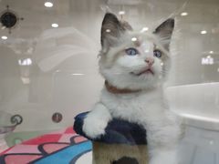 -糯米喵星人·撸猫猫舍咖啡馆(西市场嘉华店)