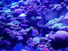 -太平洋海底世界