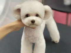 -FAELING PETS美天灵宠物(合生汇店)