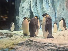 -帝企鹅自助餐厅•儿童岛•真企鹅(长隆企鹅酒店)