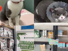 -伟伟宠物医院·瑞派猫友好医院·猫科(光谷店)