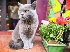 -Rabbit Cafe私房西餐甜点咖啡(栖霞路店)