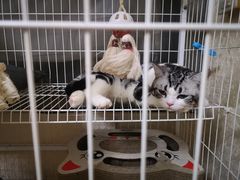 -袖虎·猫馆(体育西路店)
