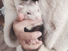 -浣熊柯尔鸭土拨鼠·电玩咖