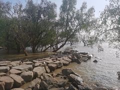 -宝安西湾红树林湿地公园