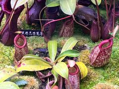 -中国科学院西双版纳热带植物园