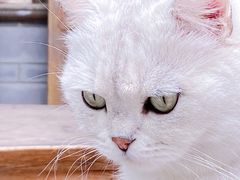 -喵屿·大理花园猫咖