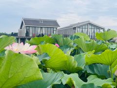 -陈家山荷花公园