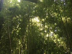 -墨尔本皇家植物园