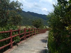 -羚羊峡古栈道森林公园