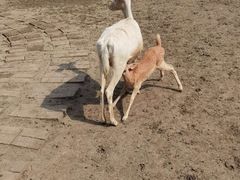 -北京麋鹿生态实验中心