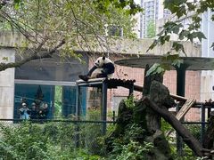 -成都动物园