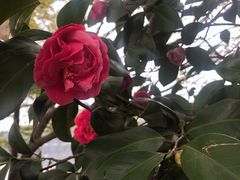 -西湖外事游船(花港观鱼码头)