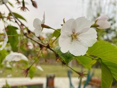 -大兴滨河森林公园