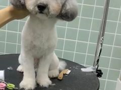 -哈尼爱宠·宠物生活会馆