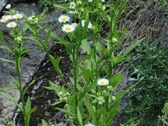 -十九峰景区-倒脱靴