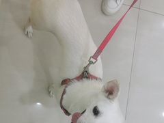 -天宠宠物医院24小时·急重症诊疗中心·全科·腔镜特色(和平分院)