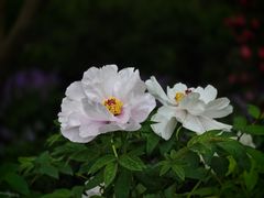 -中山公园