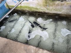 -姥家大锅台水库渔家