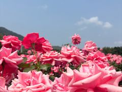 -亚龙湾国际玫瑰谷
