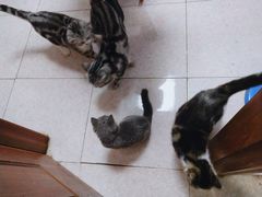 -瑞鹏宠物医院·骨科·猫科·内科(第一中心)