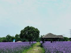 -上海杨姆庄园