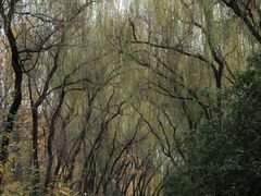 -洛阳市隋唐城遗址植物园