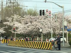 -高东镇樱花园