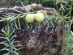 -广州神农草堂中医药博物馆
