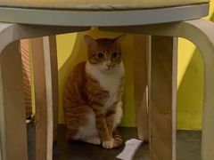 -逃脱反斗城沉浸剧情密室(北京路店)