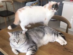 -平行世界·猫咖(首经贸店)