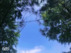 -上海海湾国家森林公园