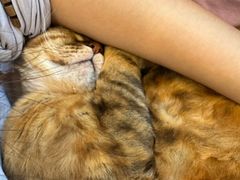 -有喵·猫咖·狗咖·30几只猫10只小狗(岗厦店)