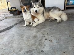 -博特宠物医院24h犬猫全科.骨科·异宠