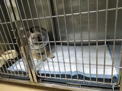 -小叮当动物医院·骨科·眼科