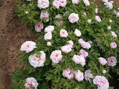 -洛阳市隋唐城遗址植物园