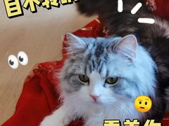 -猫腻·猫咖·撸猫馆(星光大道店)
