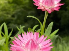 -花开海上生态园