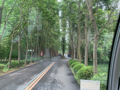 -日照海滨国家森林公园