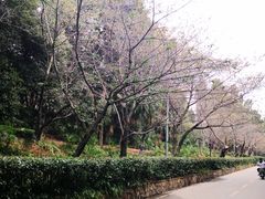 -武汉大学-樱园