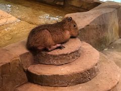 -Mr·Kuma酷么先生雪之乐园