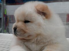 android_upload_pic-乐宠宠物店(世纪金源店)