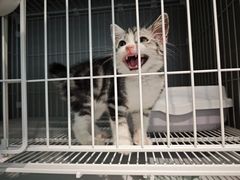 -翊宠yipet猫狗购宠庄园