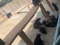 -东方熊牧场